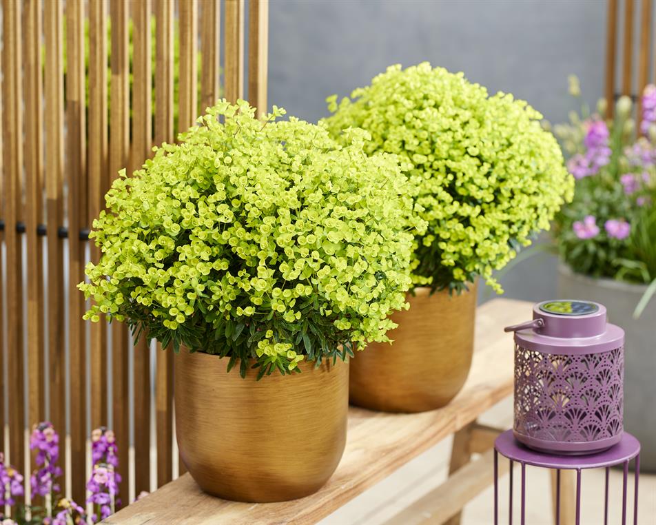 Euphorbia Ascot Petite 